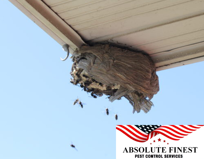 Paper Wasp Removal